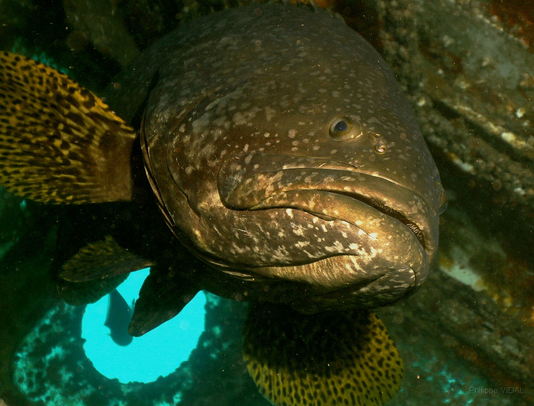 Sipadan_2015_Loche ou Merou geant_Epinephelus lanceolatus_IMG_2615_rc.jpg